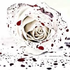 Meet your Posher, Terri